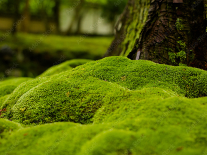 moss