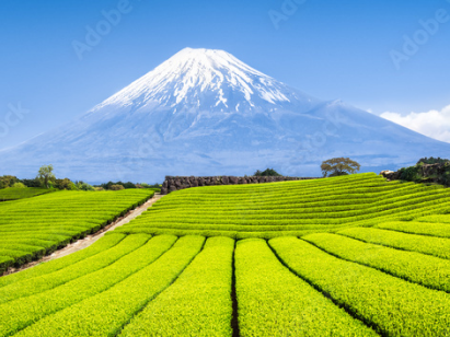 tea-plants